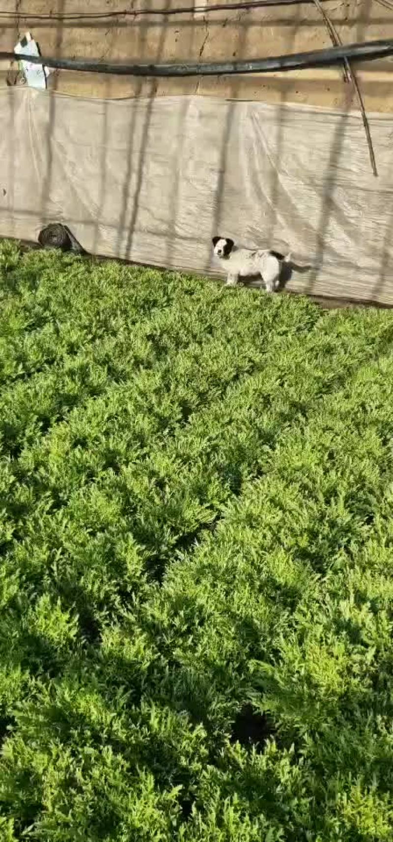 苦菊