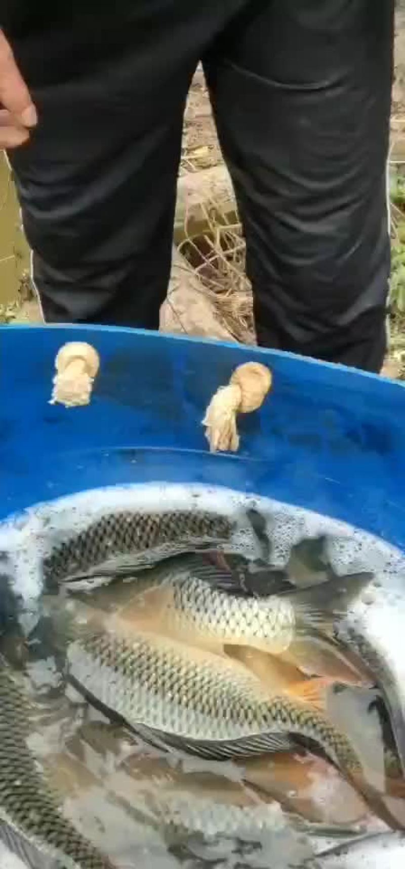 鲤鱼，