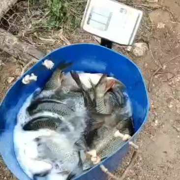 鲤鱼，
