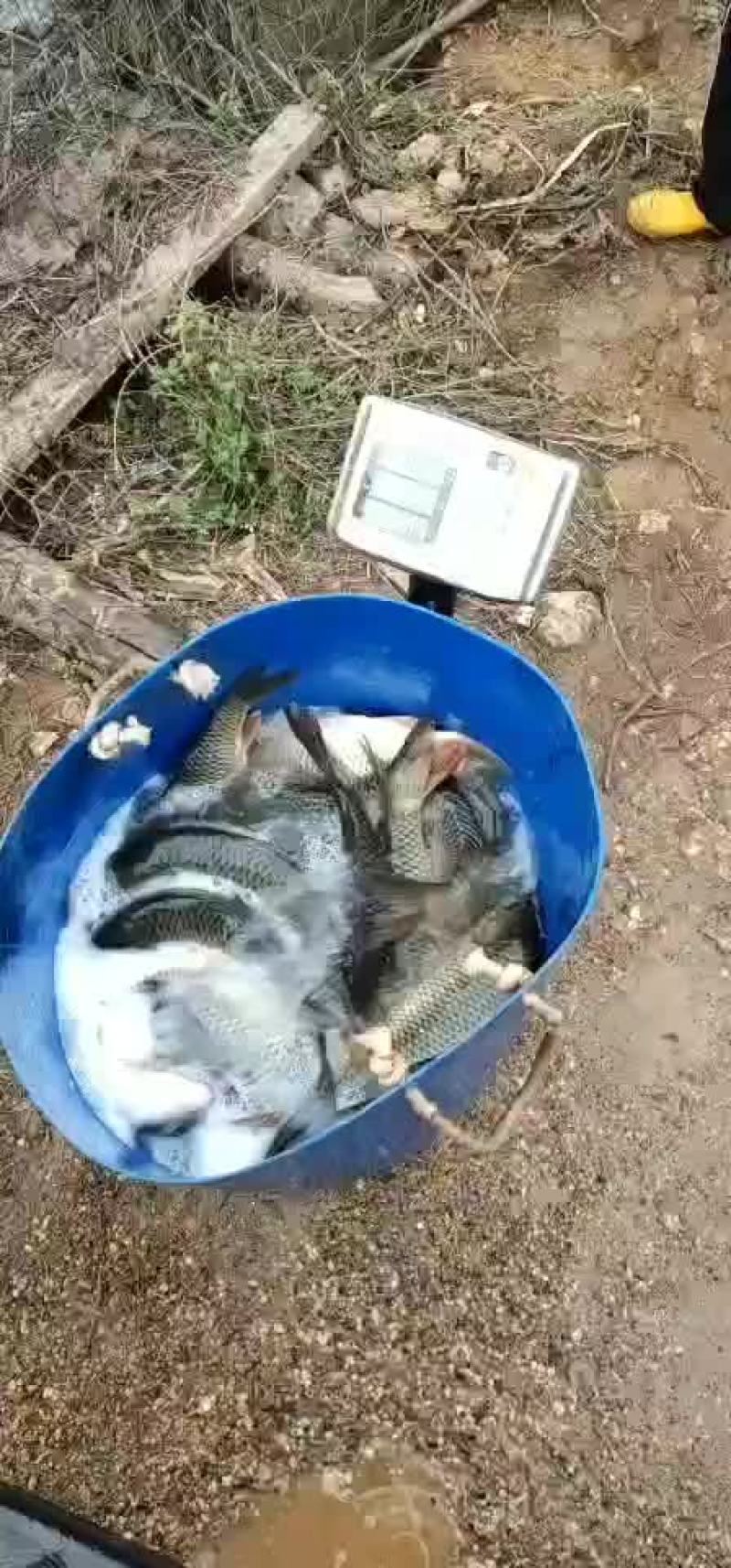 鲤鱼，