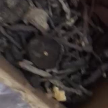 血灵芝