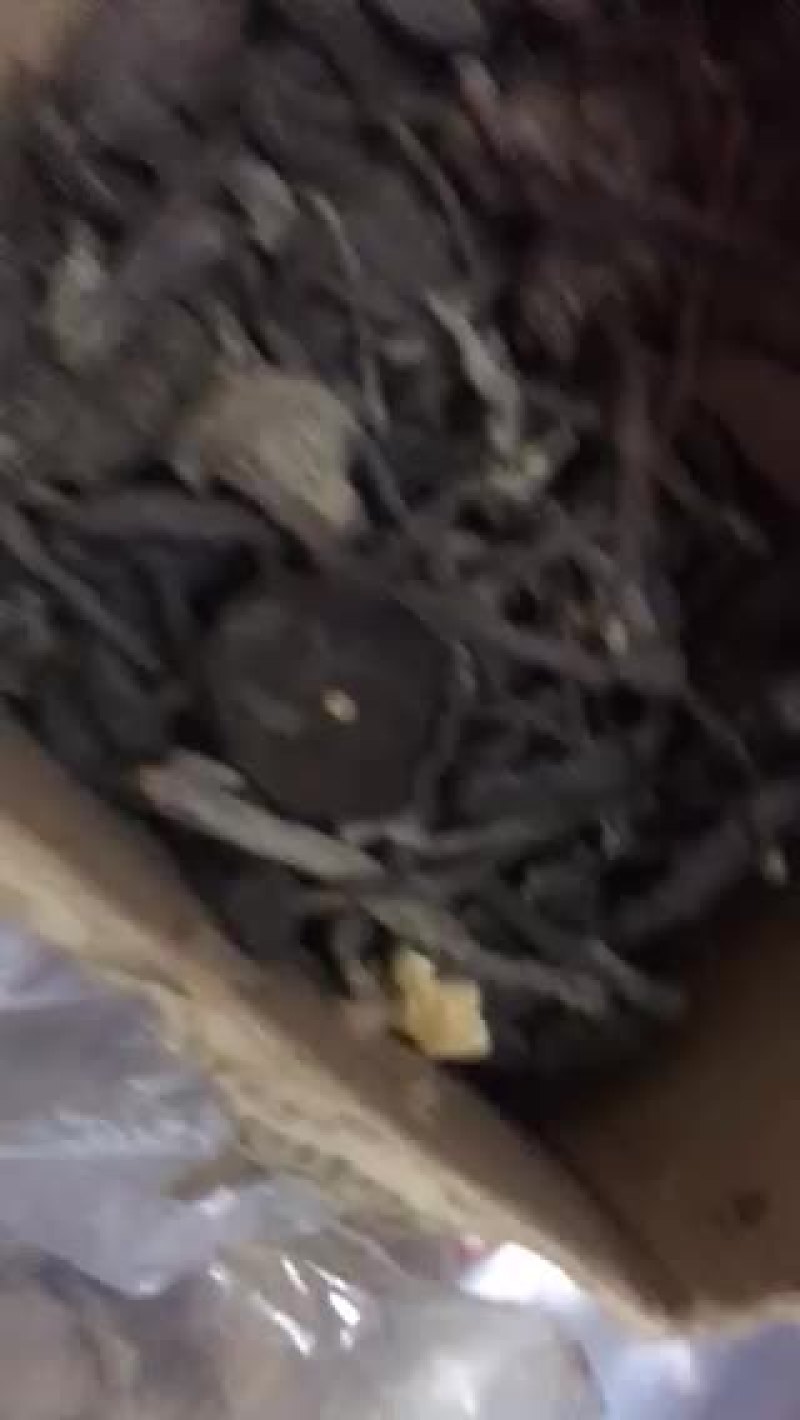 血灵芝