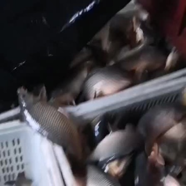鲤鱼