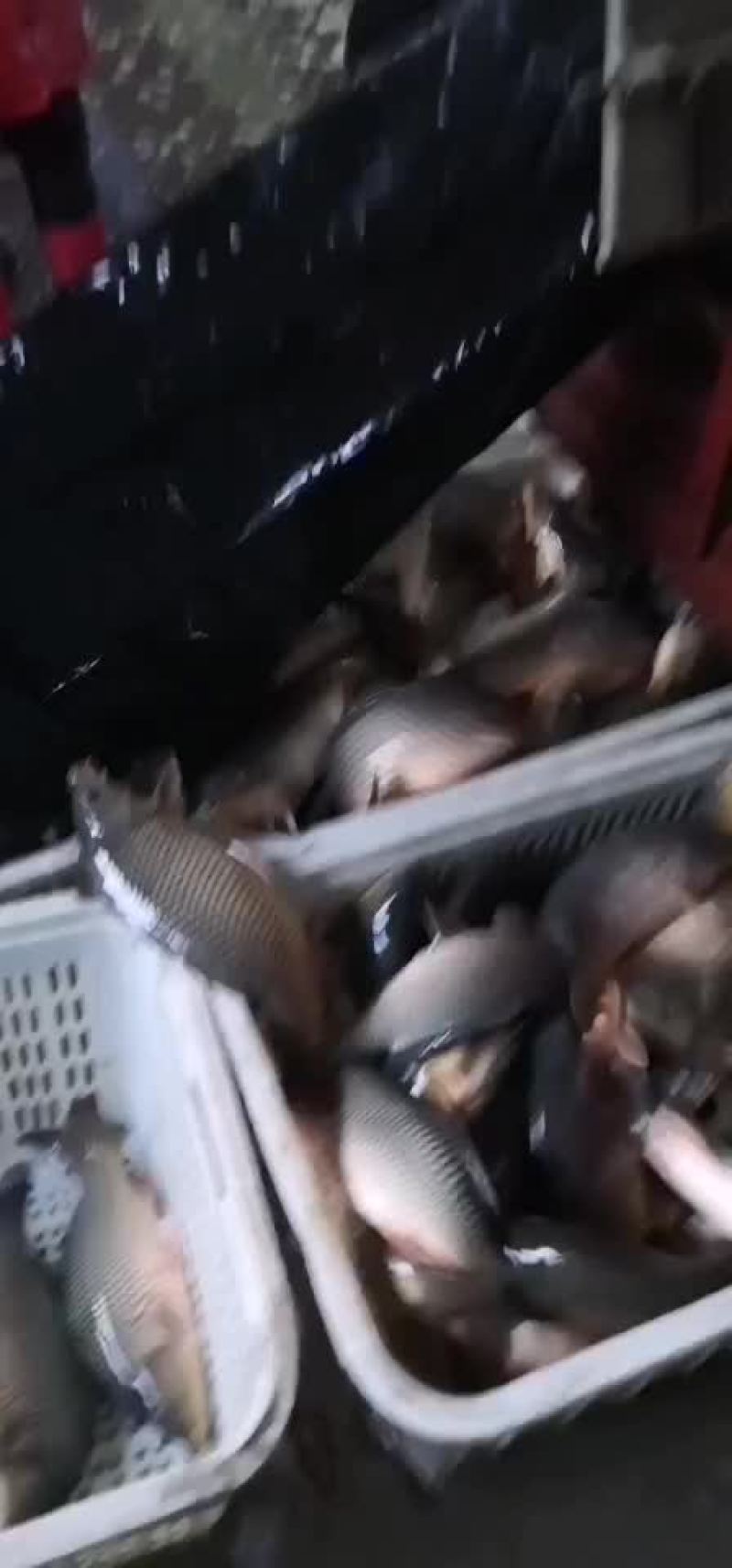 鲤鱼