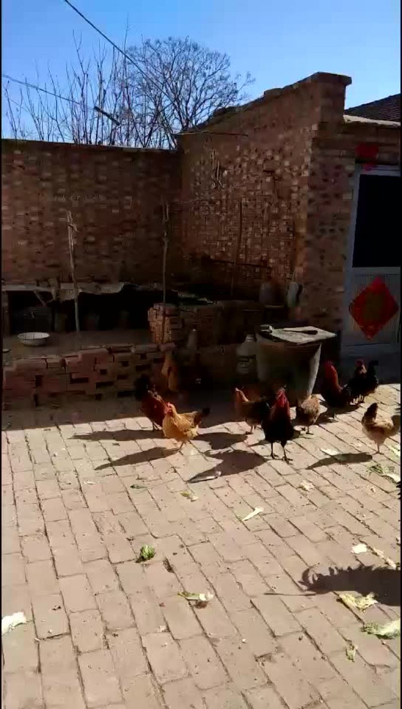 活禽