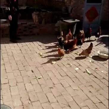 活禽