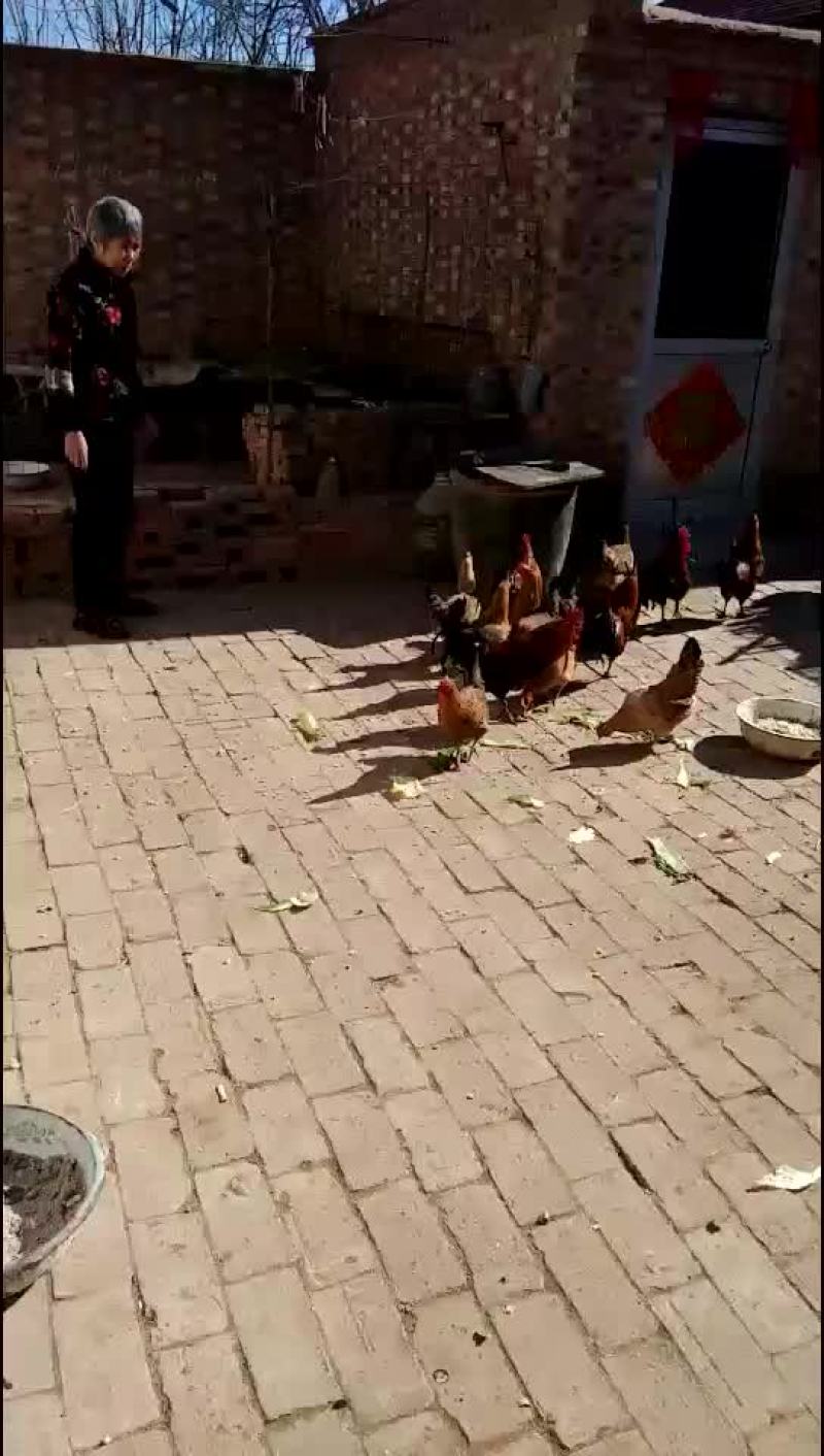 活禽
