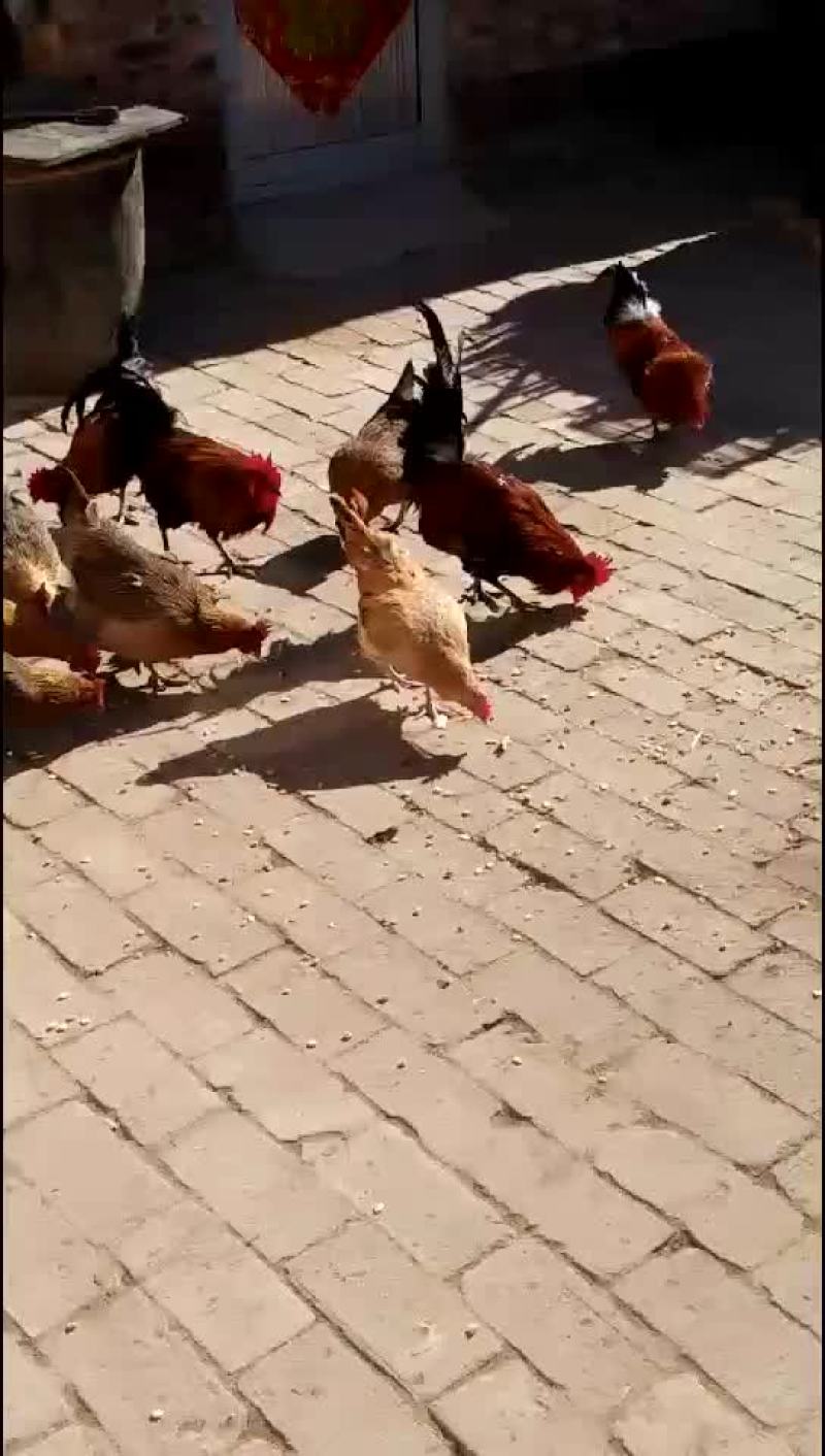 活禽