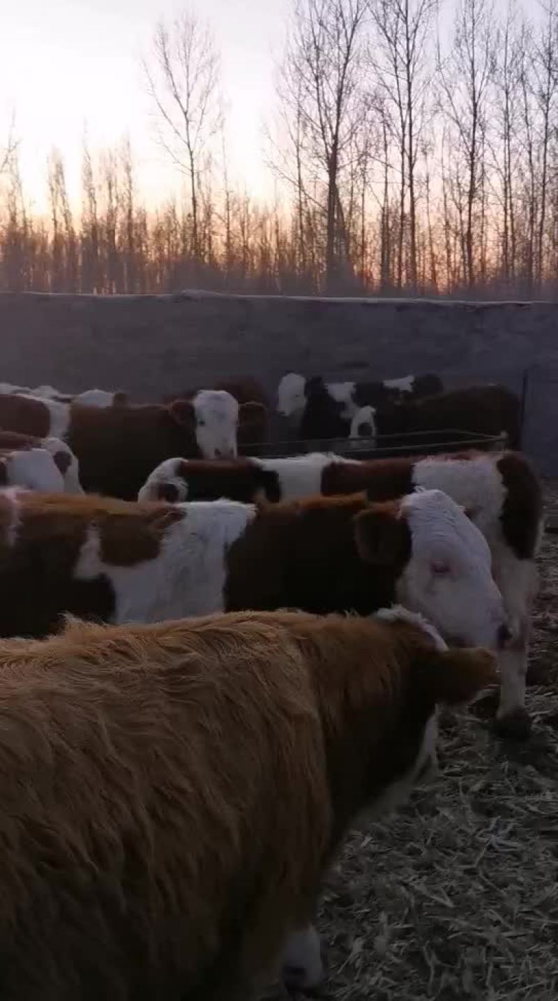 西门达尔牛犊土黄牛小土牛西门达尔牛马出售