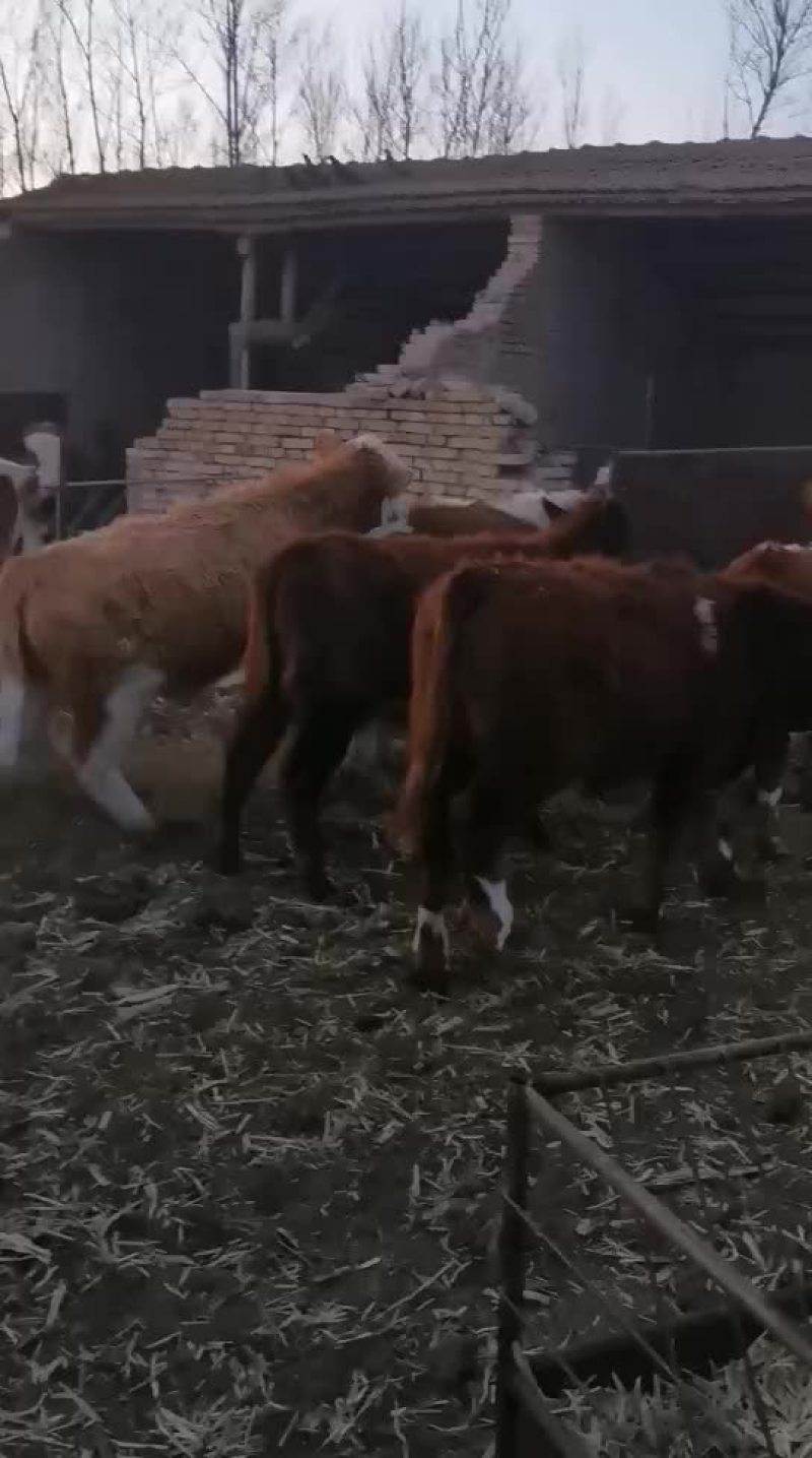 西门达尔牛犊土黄牛小土牛西门达尔牛马出售