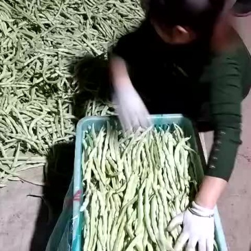 九粒白芸豆