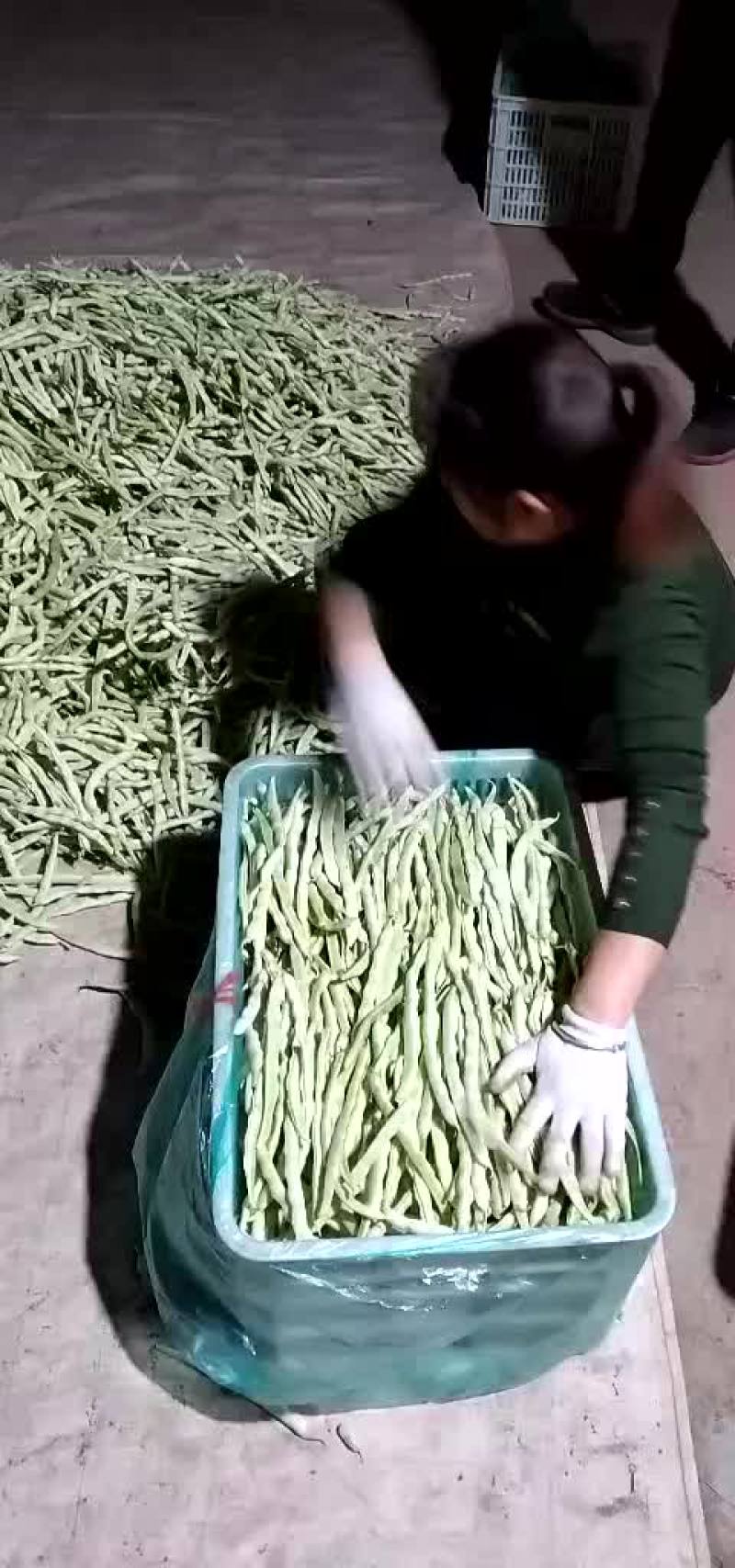 九粒白芸豆