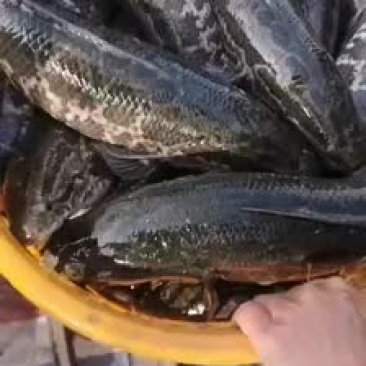 黑来了