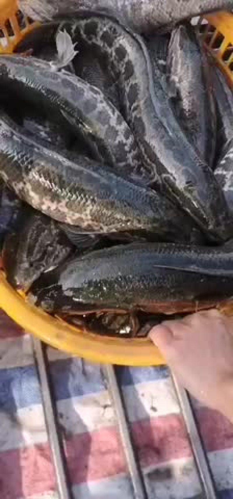 黑来了
