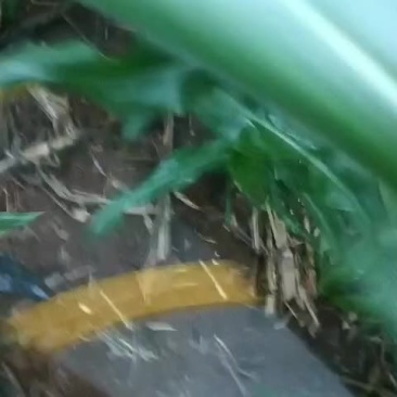 茄子