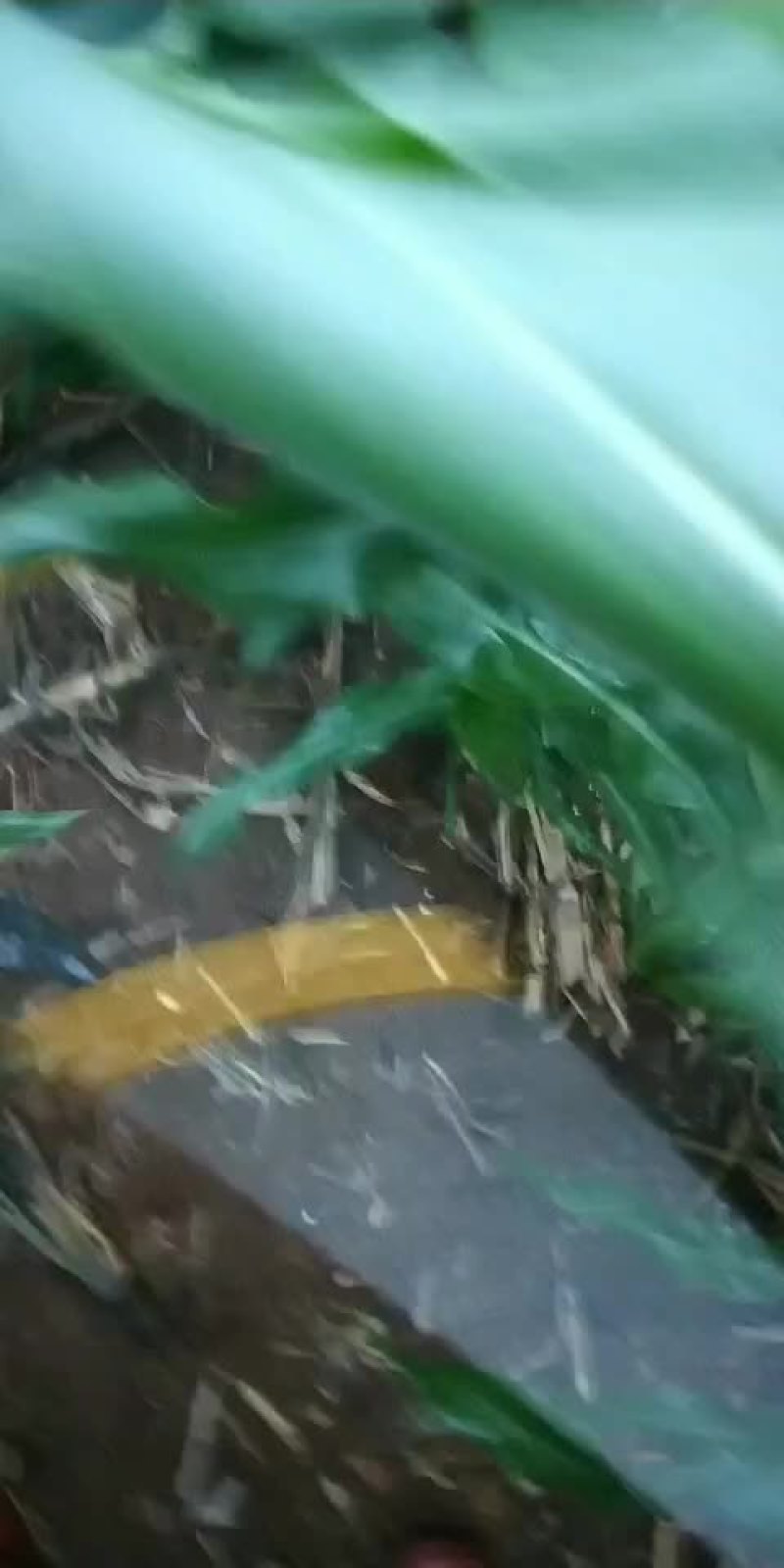 茄子