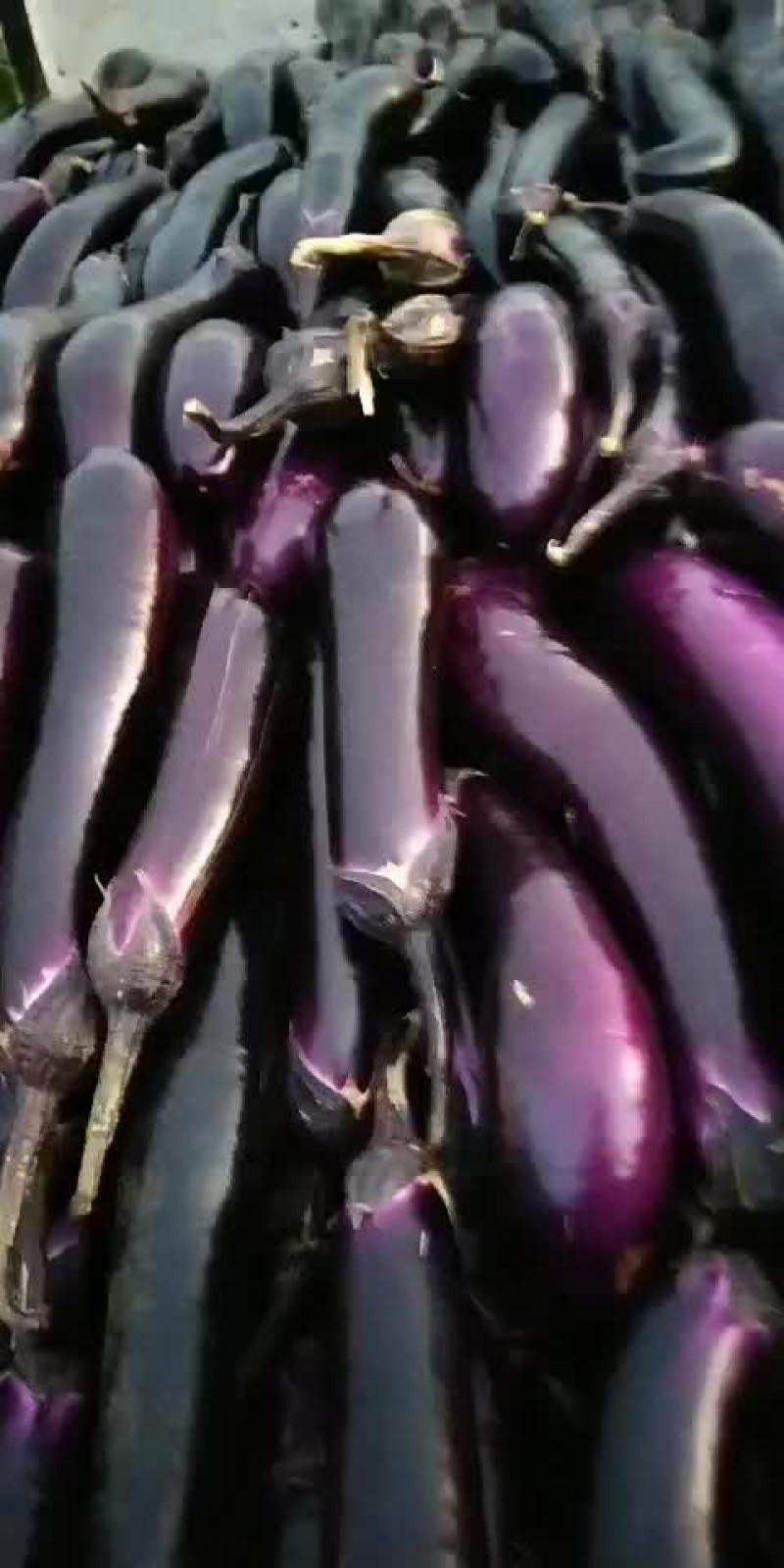 茄子
