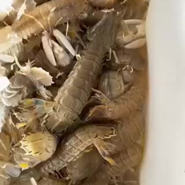 皮皮虾