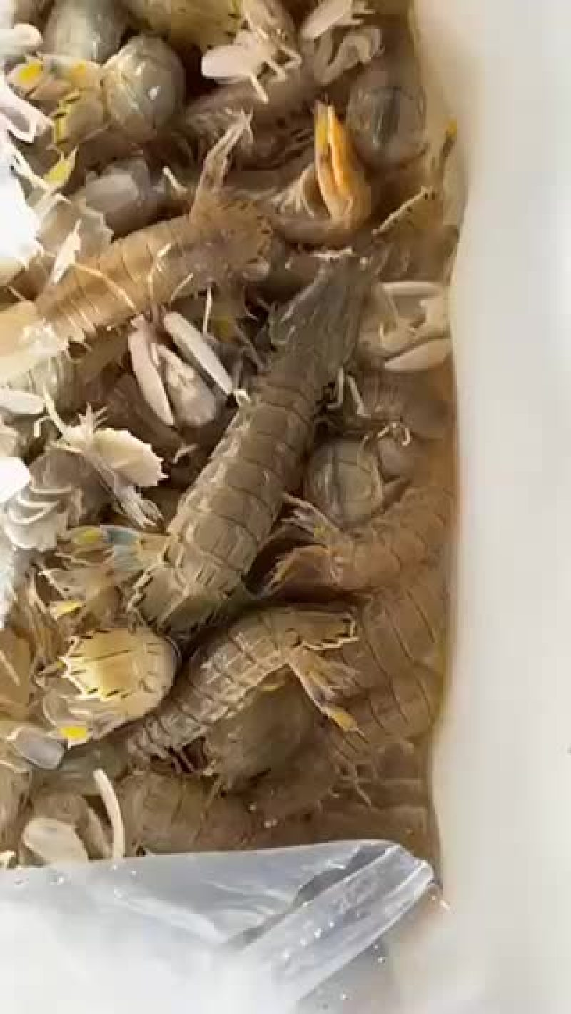皮皮虾