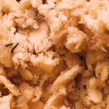 供青虻8号黑水虻卵