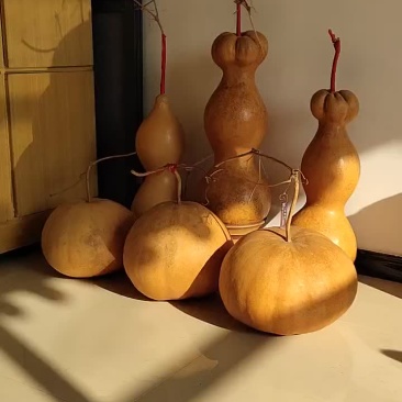 新货廊精品葫芦莲花头美国大瓢葫芦