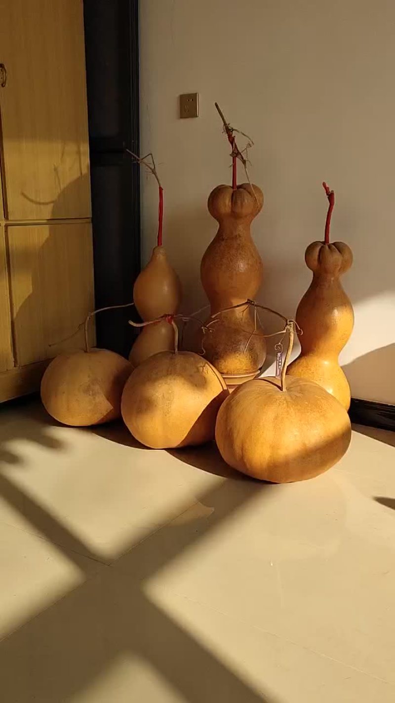 新货廊精品葫芦莲花头美国大瓢葫芦