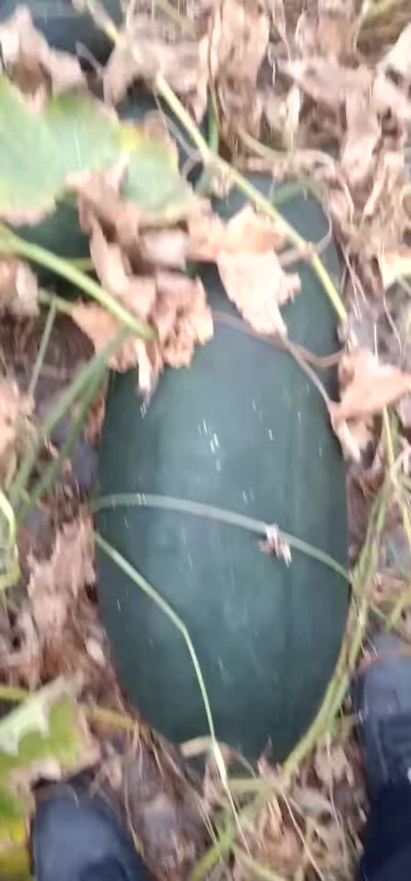 冬瓜