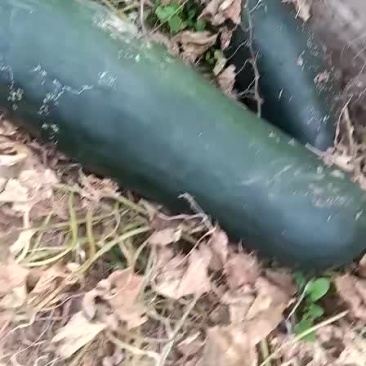 冬瓜