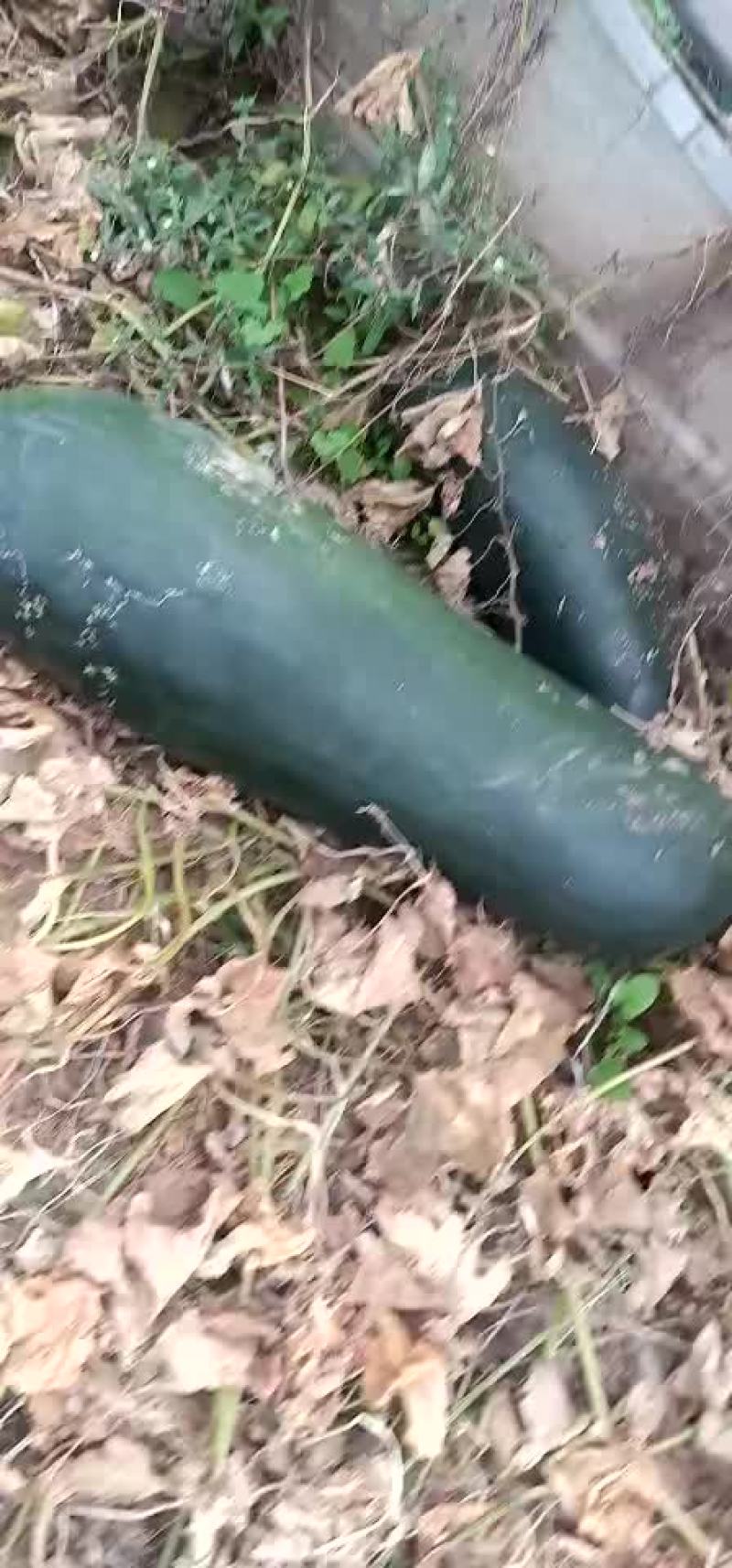 冬瓜