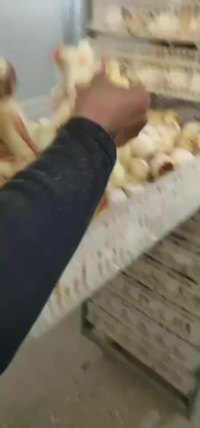 纯三花鹅苗，报七天成活率，出壳防疫，送货上门