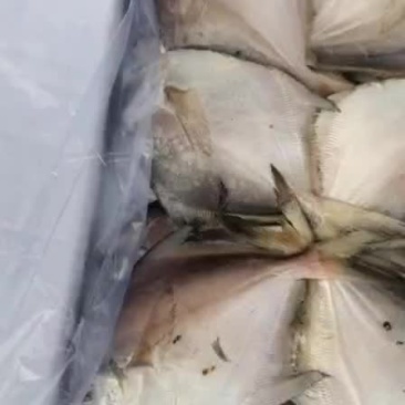 渤海湾本地鲳鱼