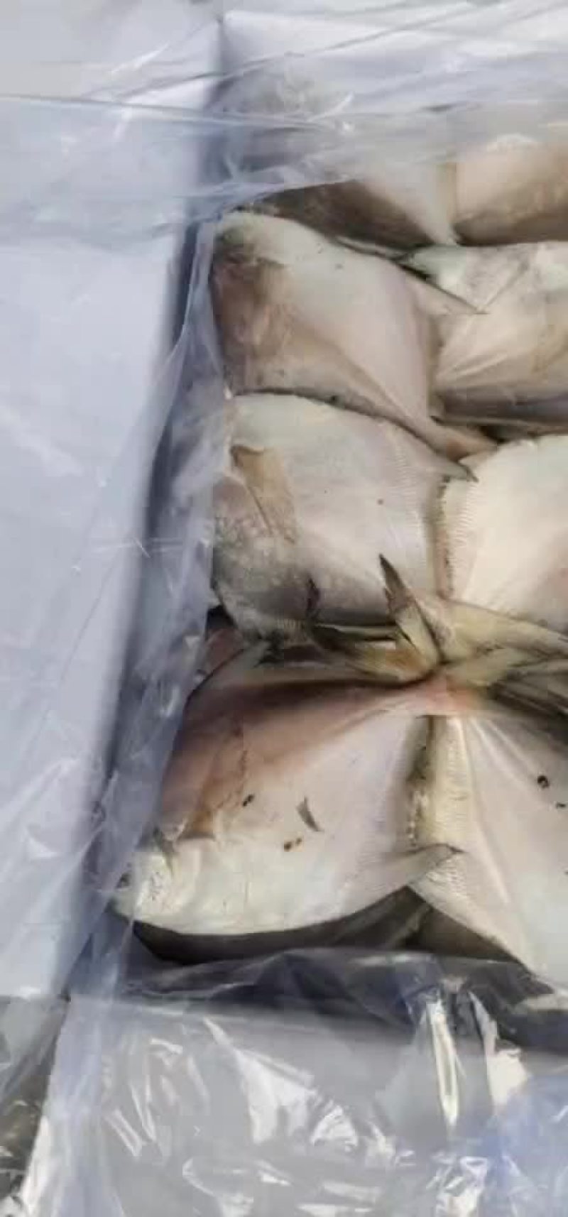 渤海湾本地鲳鱼