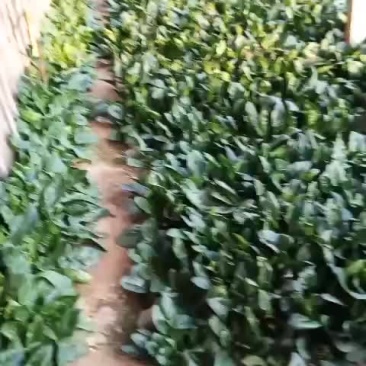 大棚菠菜热卖中，，精品菠菜有需要的老板可以联系我