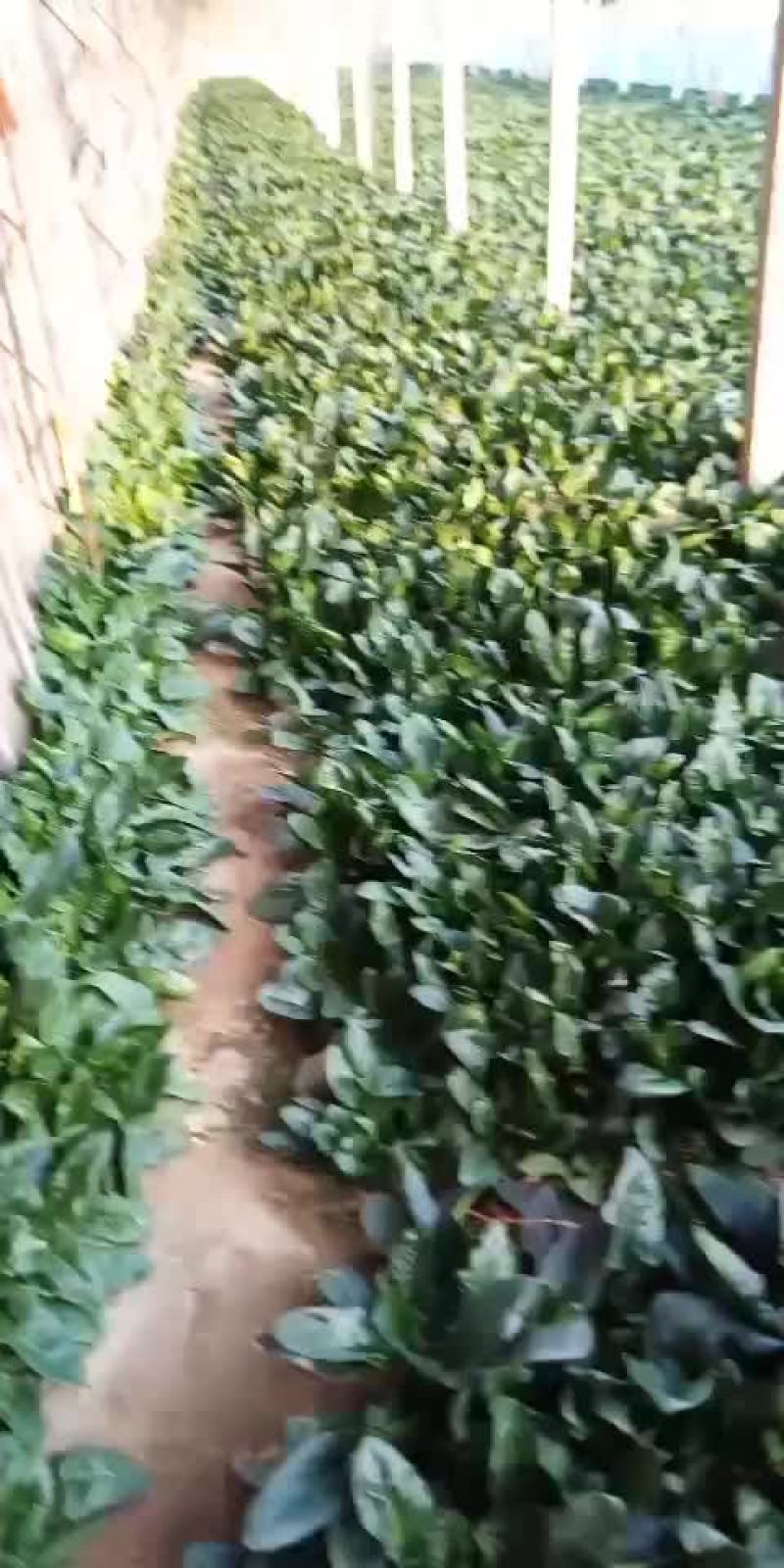 大棚菠菜热卖中，，精品菠菜有需要的老板可以联系我