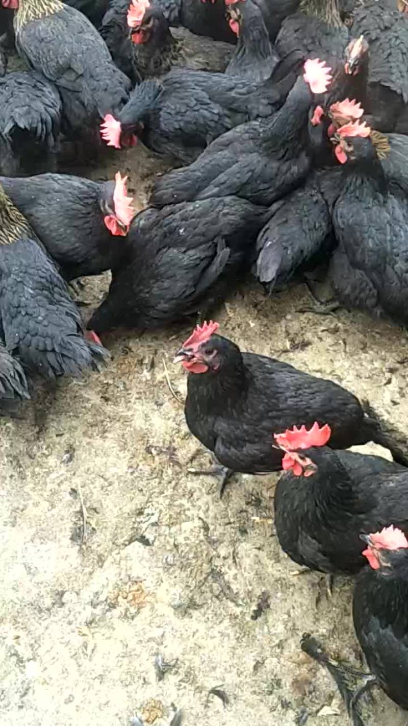 黑鸡婆下蛋母鸡下蛋蛋