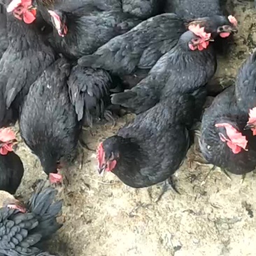 黑鸡婆下蛋母鸡下蛋蛋
