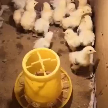 婆罗门鸡苗
