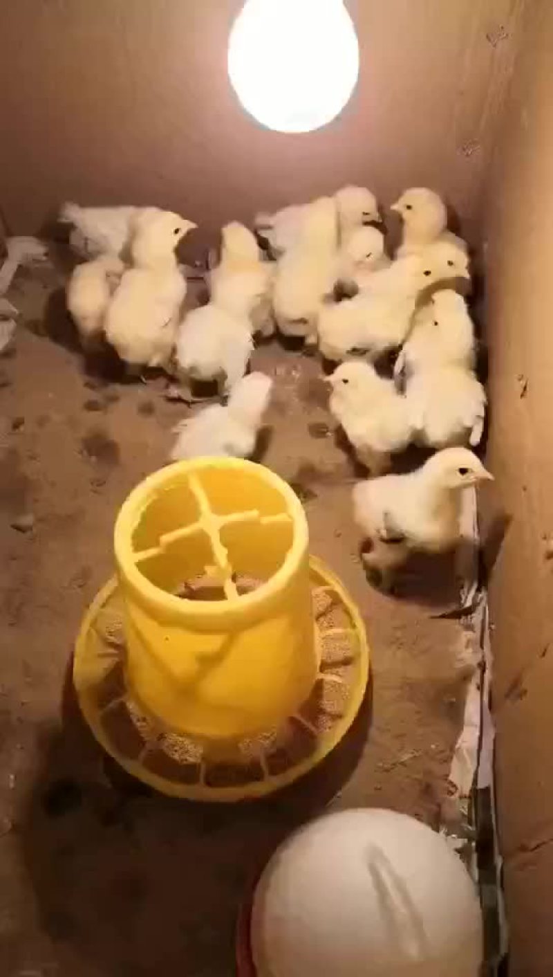 婆罗门鸡苗