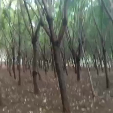 云南省蓝花楹岀售