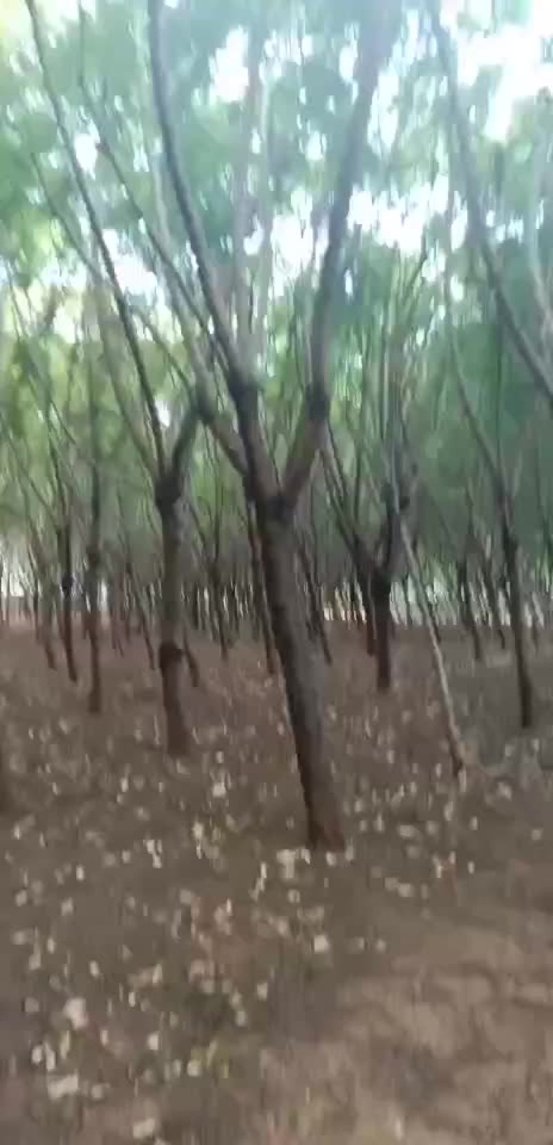 云南省蓝花楹岀售