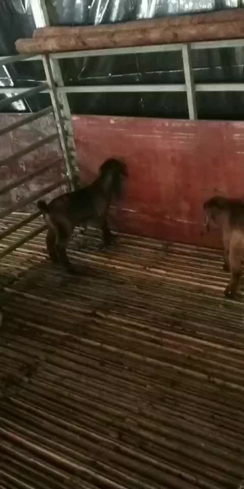 出售努比亚种羊
