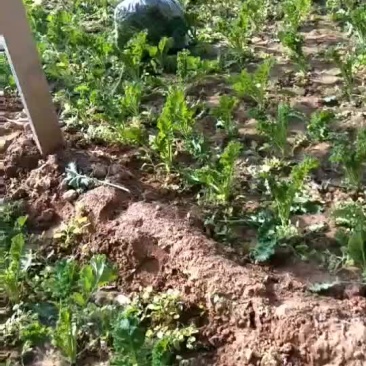 羽翼甘蓝