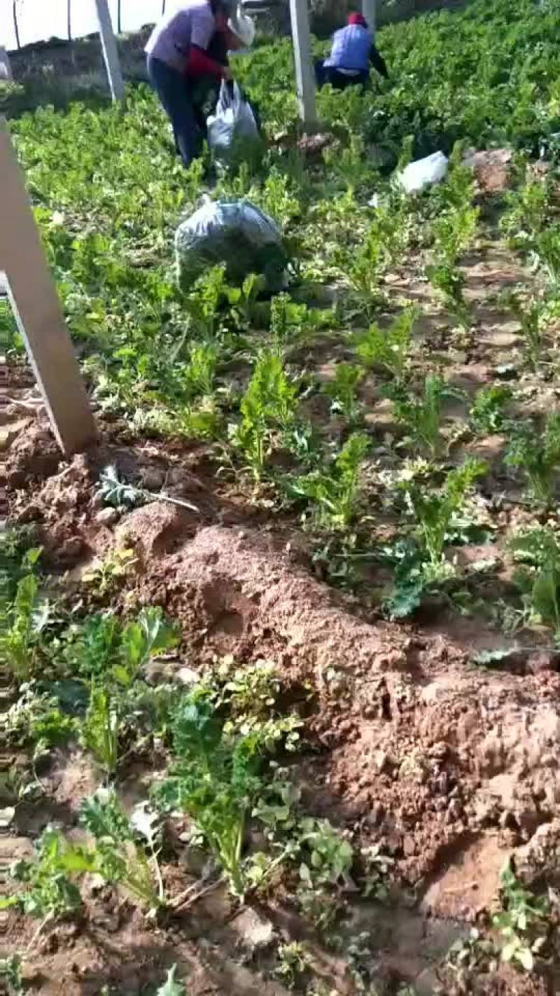 羽翼甘蓝