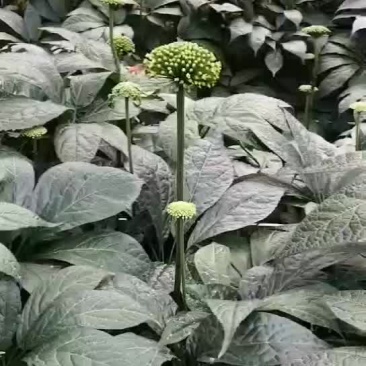 三七花