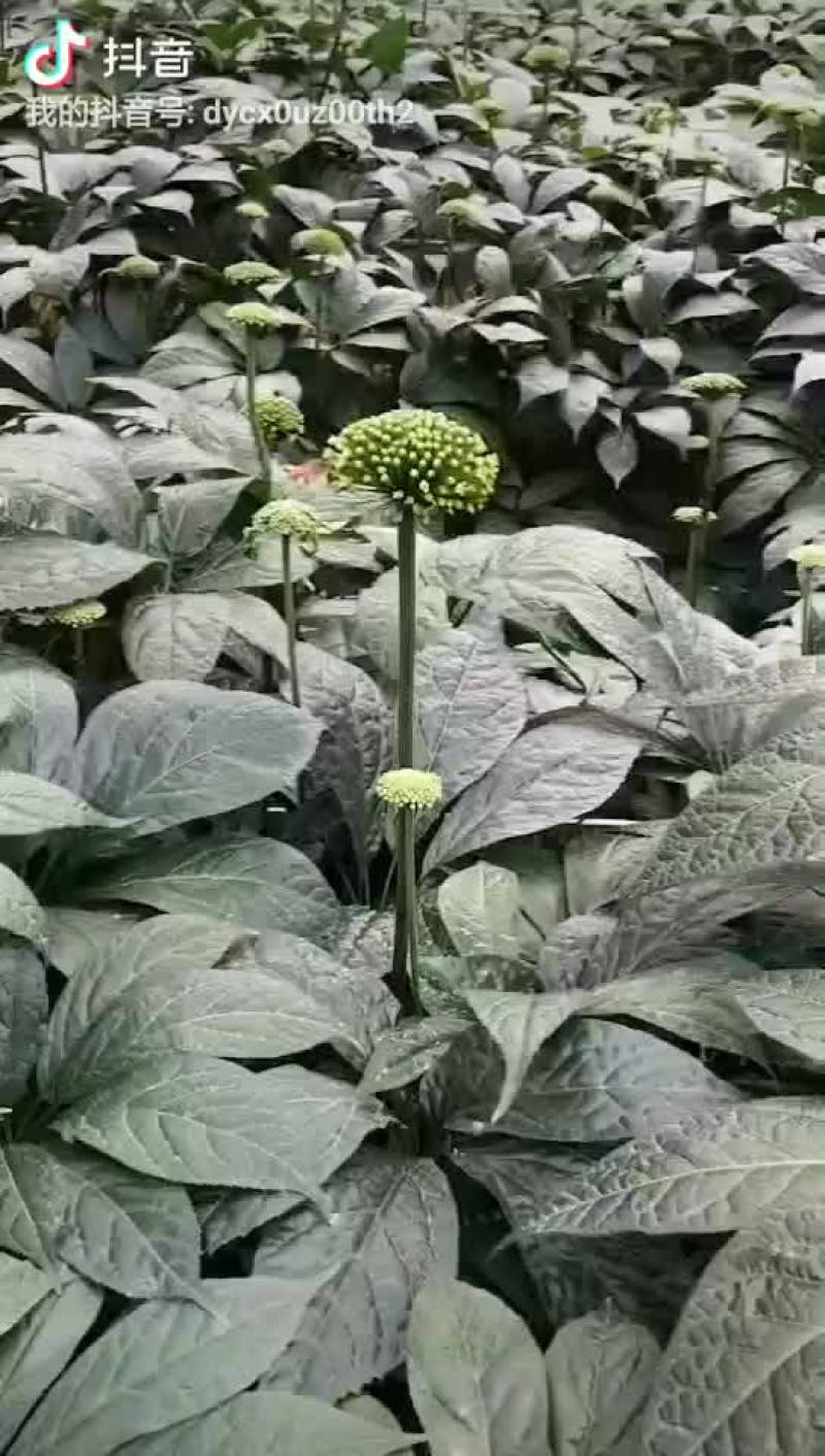三七花