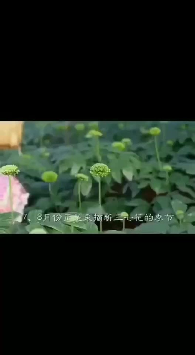 三七花