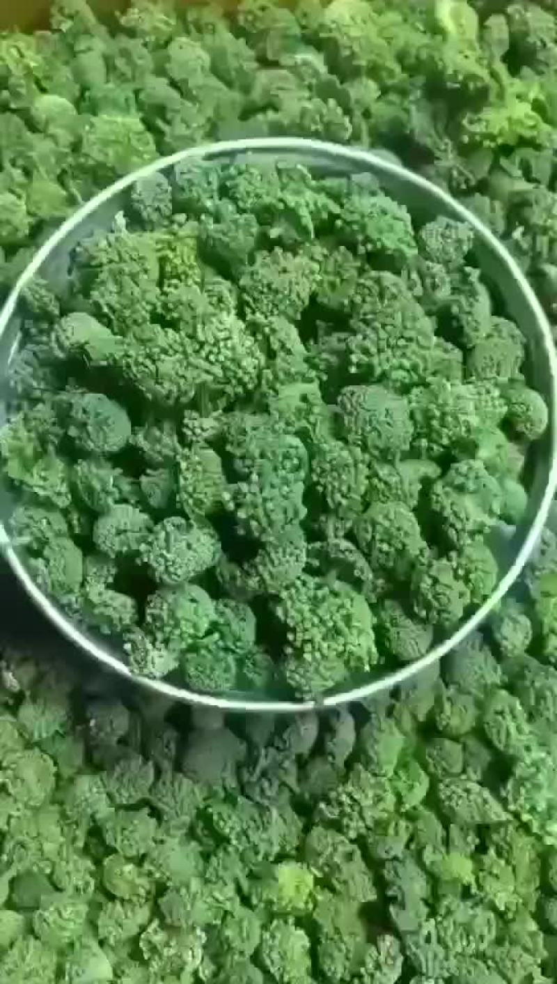 三七花