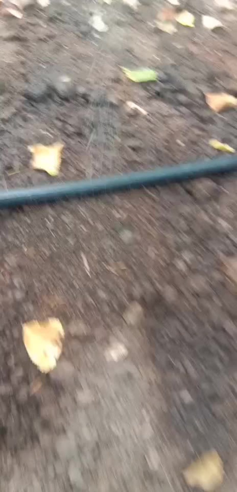 蚯蚓