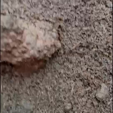 蚯蚓