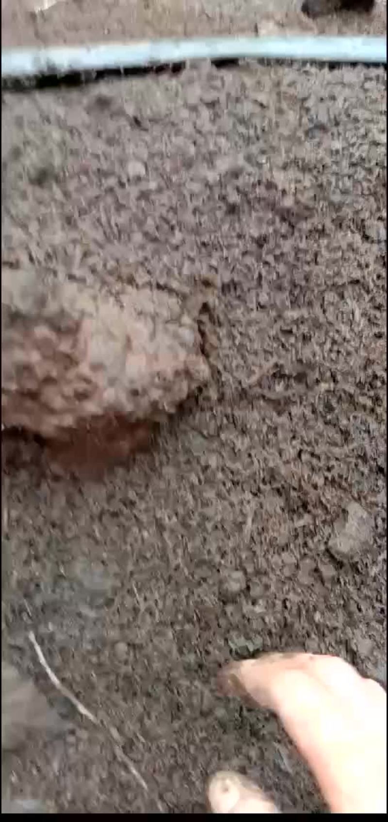 蚯蚓